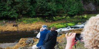 A Bear Watching Expedition – Discovering Nature’s Giants