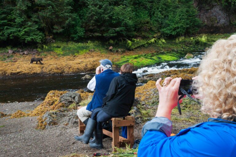 A Bear Watching Expedition – Discovering Nature’s Giants