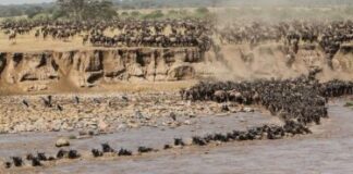 Tips for an Affordable Safari Experience in Tanzania