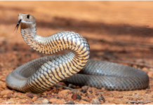 Hidden Lives of Australia’s Deadly Snakes