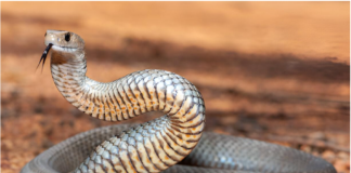 Hidden Lives of Australia’s Deadly Snakes