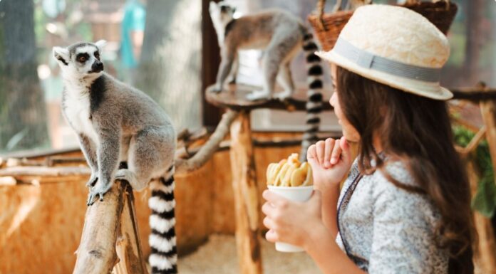 Unlock Adventure at Malaysia’s National Zoo