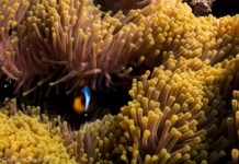 Red Sea Yacht Charters will allow touring the waters of colors.