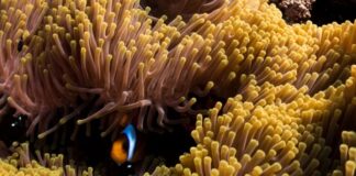 Red Sea Yacht Charters will allow touring the waters of colors.