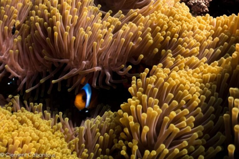 Red Sea Yacht Charters will allow touring the waters of colors.
