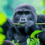 One Day Gorilla Treks Rwanda and Uganda Short Wildlife Adventures