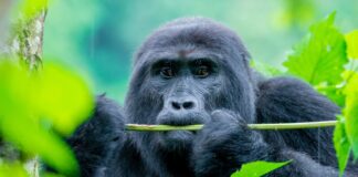 One Day Gorilla Treks Rwanda and Uganda Short Wildlife Adventures