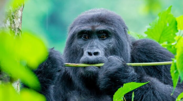 One Day Gorilla Treks Rwanda and Uganda Short Wildlife Adventures