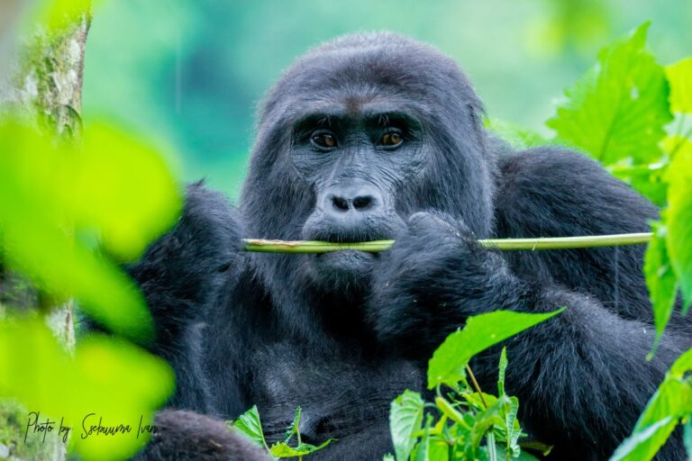 One Day Gorilla Treks Rwanda and Uganda Short Wildlife Adventures