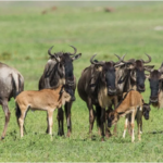 Ndutu Calving Season Safari: Witnessing Africa’s Greatest Birth Spectacle