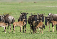 Ndutu Calving Season Safari: Witnessing Africa’s Greatest Birth Spectacle