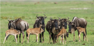 Ndutu Calving Season Safari: Witnessing Africa’s Greatest Birth Spectacle